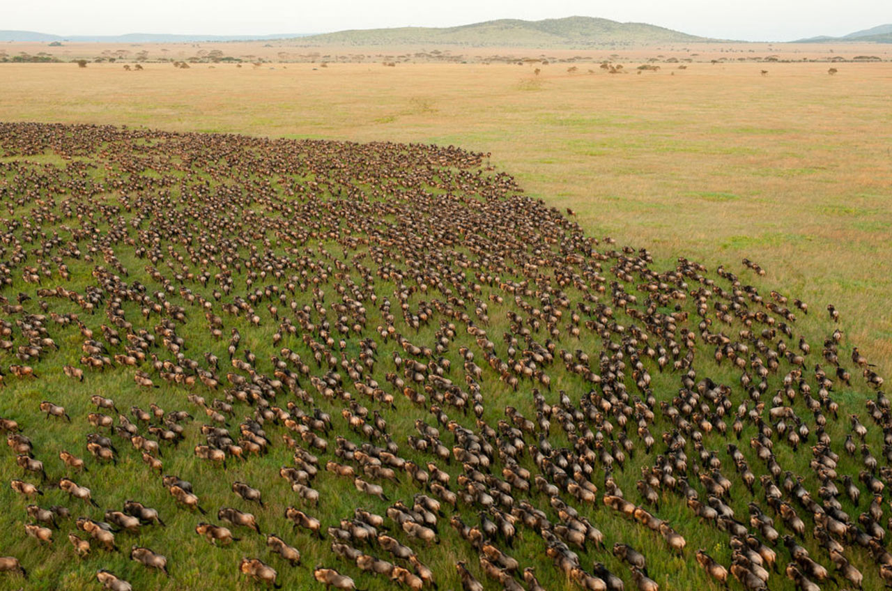Serengeti-National-Park-2-1160x705