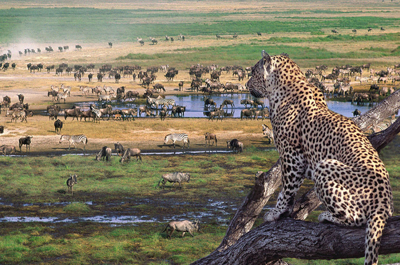 african serengeti safari