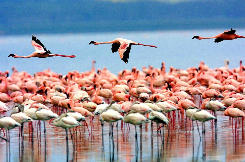 Located beneath the cliffs of the Manyara Escarpment, on the edge of the Rift Valley, Lake Manyara National Park offers varied ecosystems, incredible bird life, and breathtaking views.