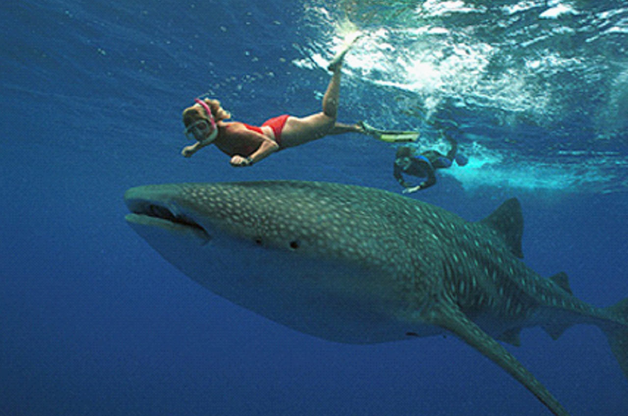 whaleshark