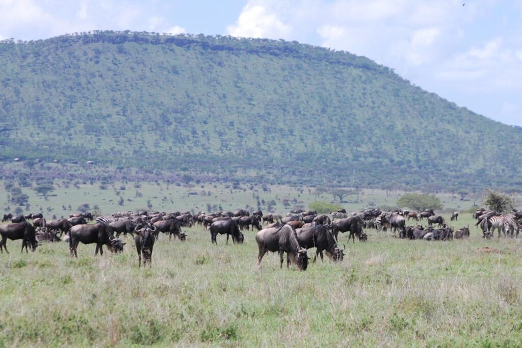 People seldom forget their first brush with one of the wildest places on earth-the Serengeti National Park.